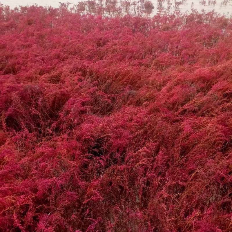 碱蓬草种子盐荒菜荒碱菜盐地碱蓬种子沙地荒地耐盐碱治理土壤