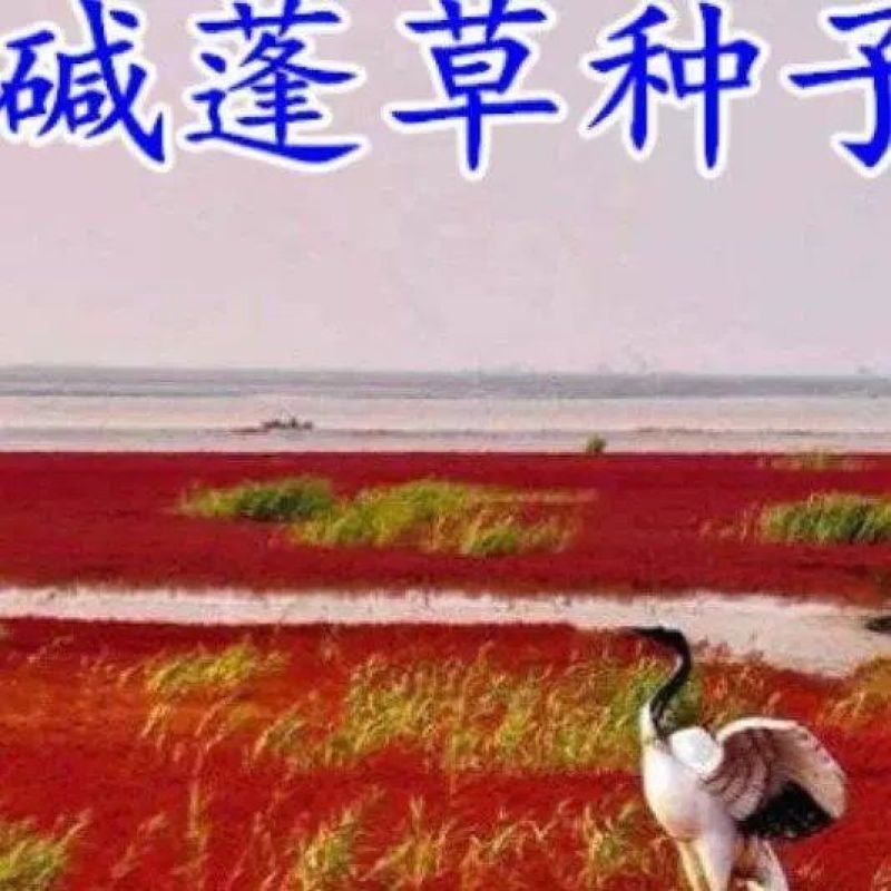 碱蓬草种子盐荒菜荒碱菜盐地碱蓬种子沙地荒地耐盐碱治理土壤