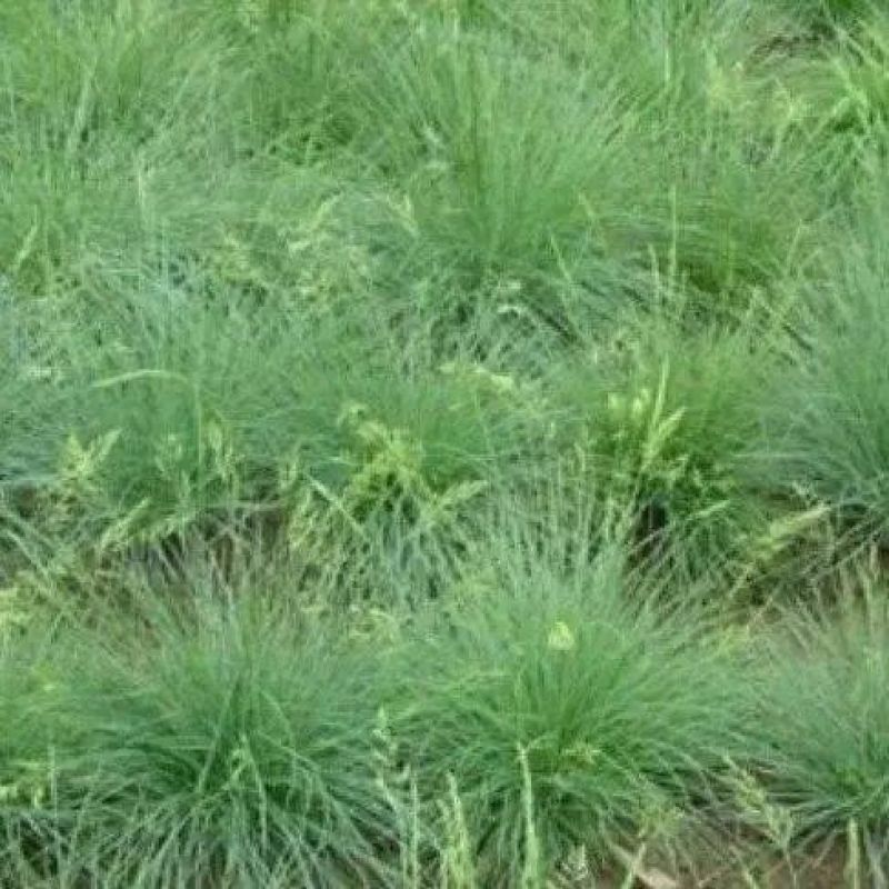 碱蓬草种子盐荒菜荒碱菜盐地碱蓬种子沙地荒地耐盐碱治理土壤