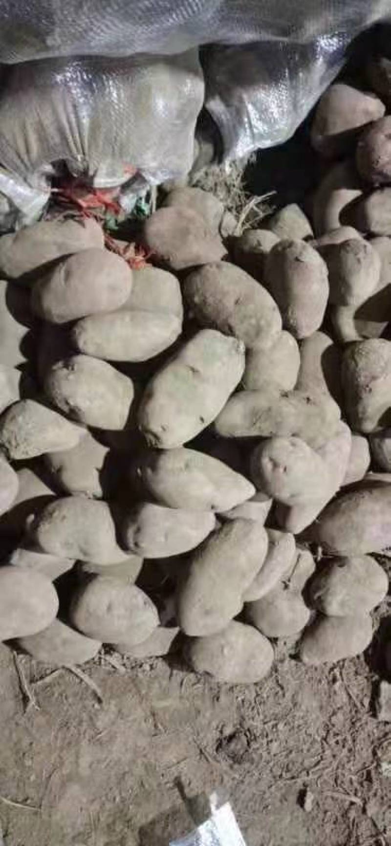 青海青薯9号土豆，货量大，质量好，全国发货，欢迎采购