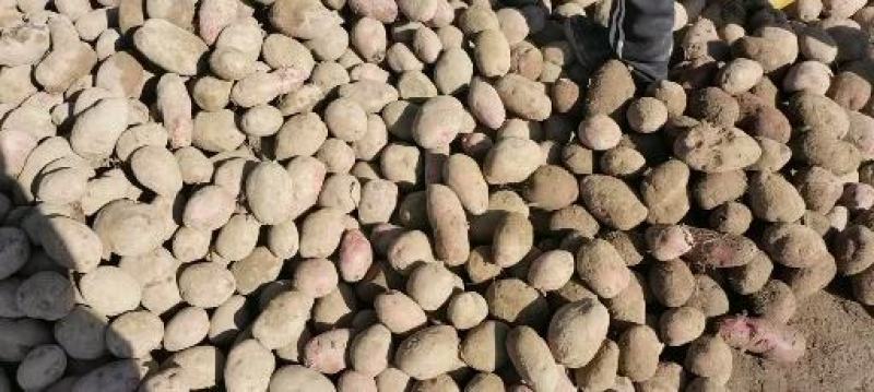 青海青薯9号土豆，货量大，质量好，全国发货，欢迎采购