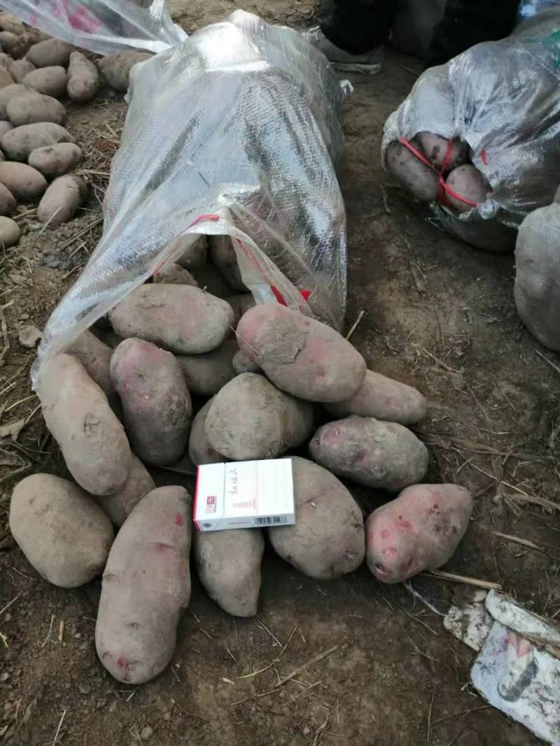 青海青薯9号土豆，货量大，质量好，全国发货，欢迎采购
