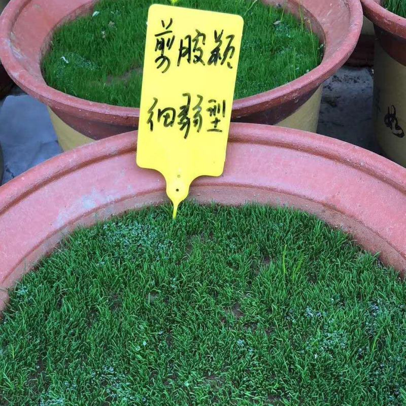 剪股颖种子，剪股细弱匍匐型种子，别墅庭院绿化工程草坪种子