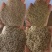 剪股颖种子，剪股细弱匍匐型种子，别墅庭院绿化工程草坪种子