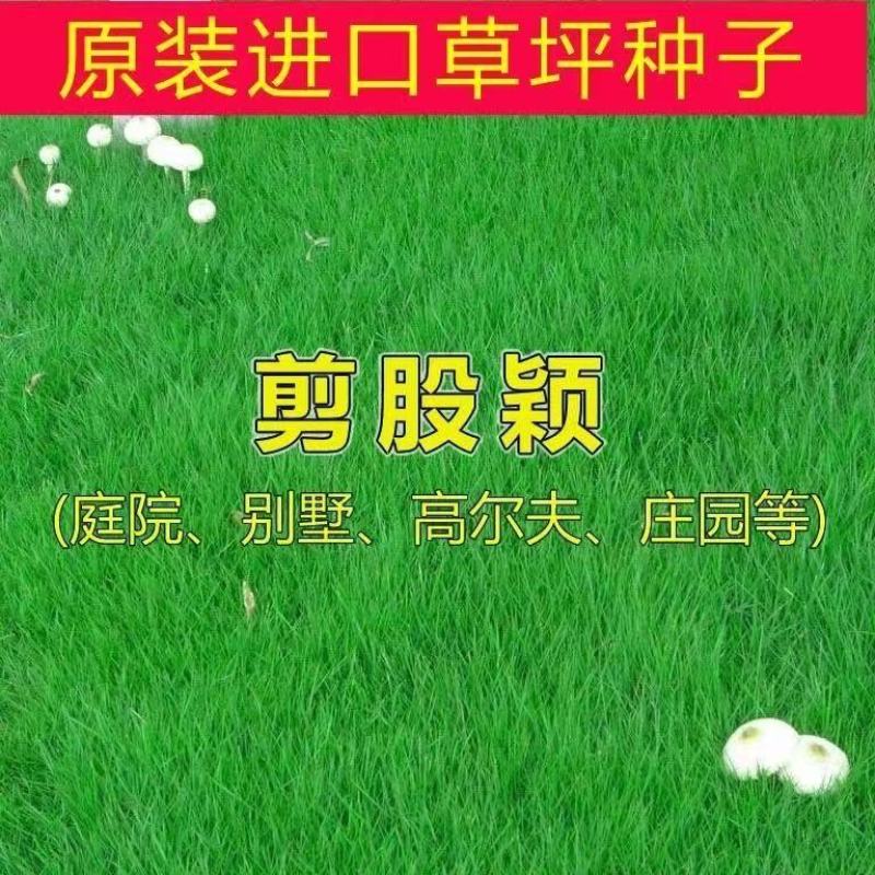 剪股颖种子，剪股细弱匍匐型种子，别墅庭院绿化工程草坪种子