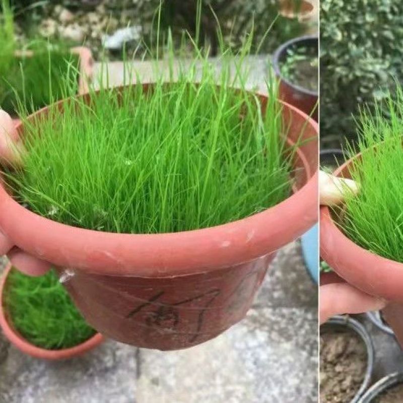 剪股颖种子，剪股细弱匍匐型种子，别墅庭院绿化工程草坪种子