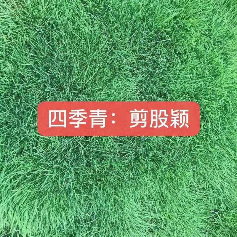 剪股颖种子，剪股细弱匍匐型种子，别墅庭院绿化工程草坪种子