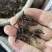 两头尖中药材两头尖红背银莲花红被银莲花正品