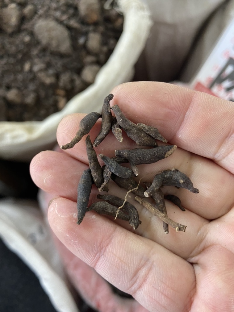 两头尖中药材两头尖红背银莲花红被银莲花正品