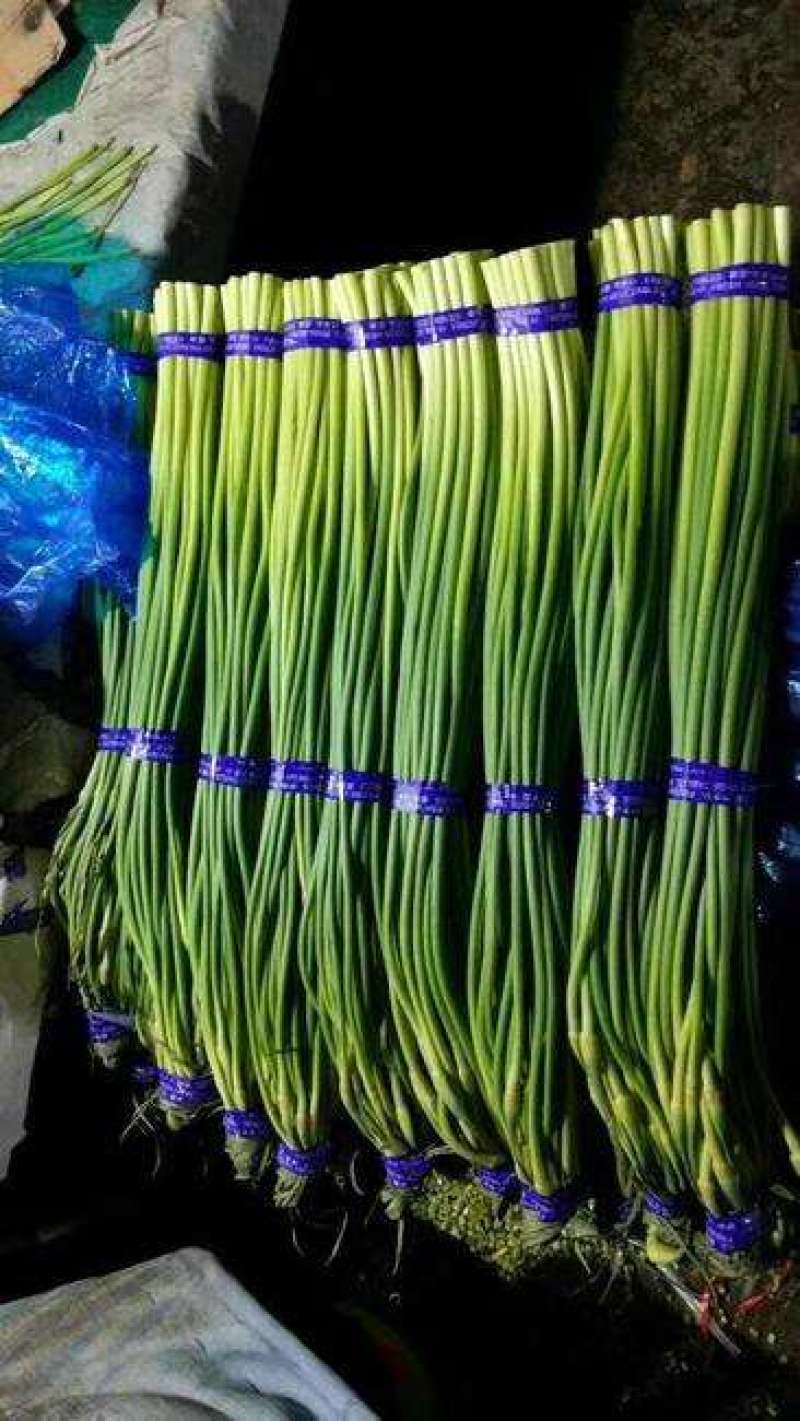 山东冷库蒜薹大量出库，，货源充足，全国发货