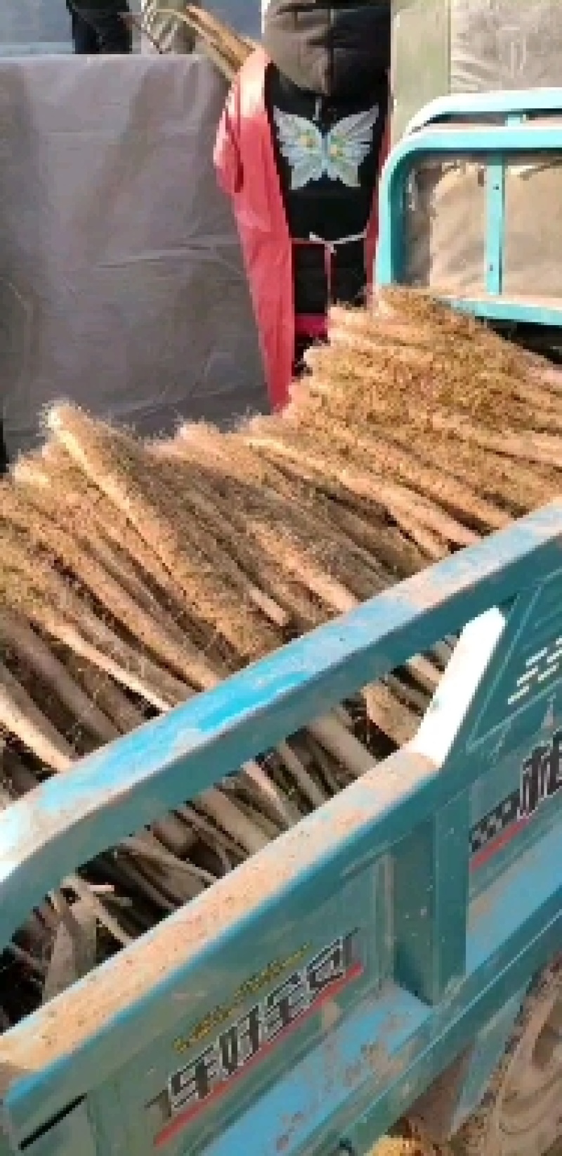 莘县白玉山药种植基地