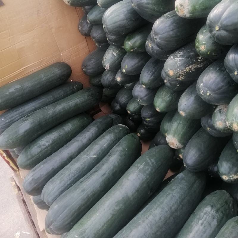 黑皮吊冬瓜大量上市农家自种基地直发品质保证价格优惠