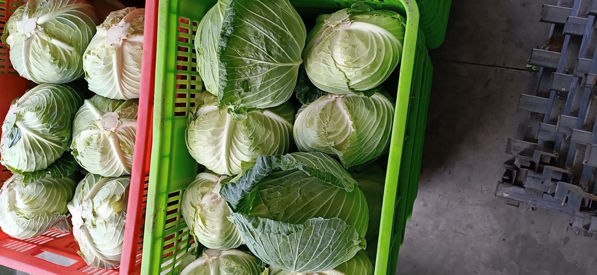 扁包菜焯水处理过程,展示锅中沸水与菜丝状态 焯水处理扁包菜过程图