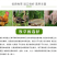 墨西哥玉米草种子阔叶四季高产养殖猪牛羊鸡鸭鹅兔鱼牧草种子