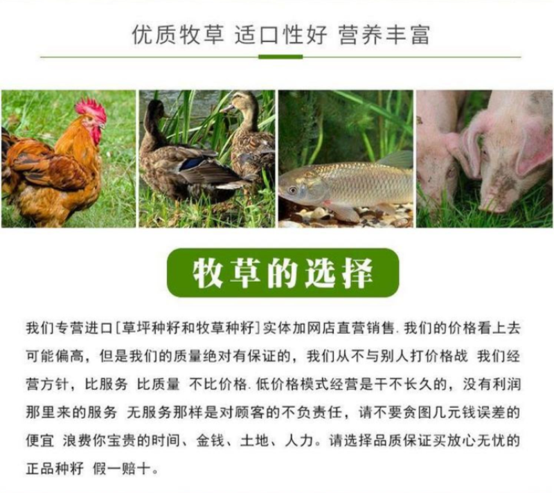 墨西哥玉米草种子阔叶四季高产养殖猪牛羊鸡鸭鹅兔鱼牧草种子