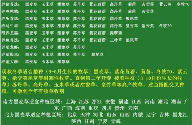 墨西哥玉米草种子阔叶四季高产养殖猪牛羊鸡鸭鹅兔鱼牧草种子