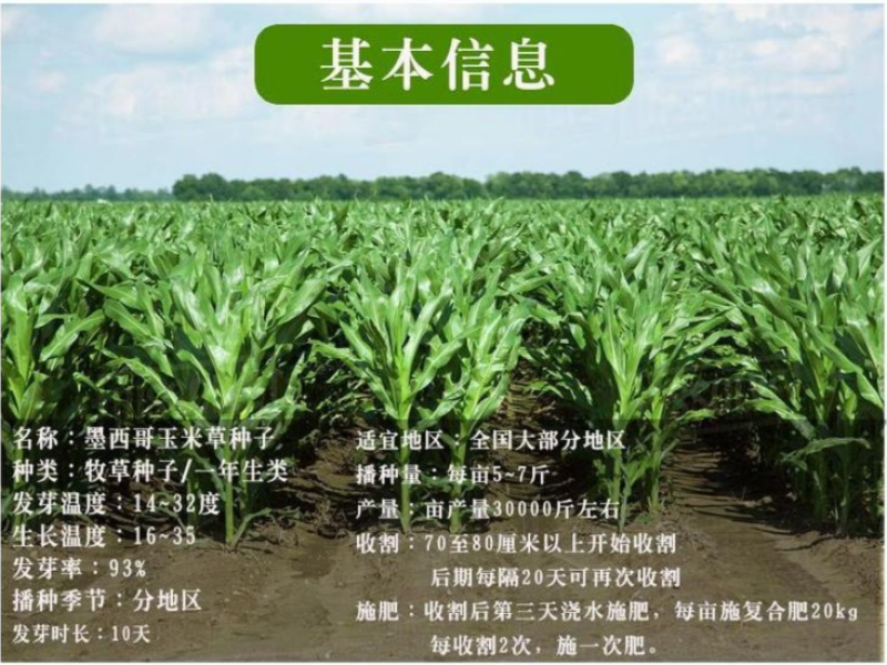 墨西哥玉米草种子阔叶四季高产养殖猪牛羊鸡鸭鹅兔鱼牧草种子