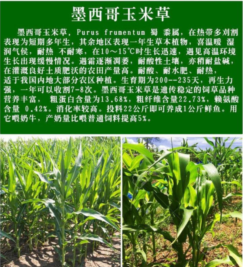 墨西哥玉米草种子阔叶四季高产养殖猪牛羊鸡鸭鹅兔鱼牧草种子