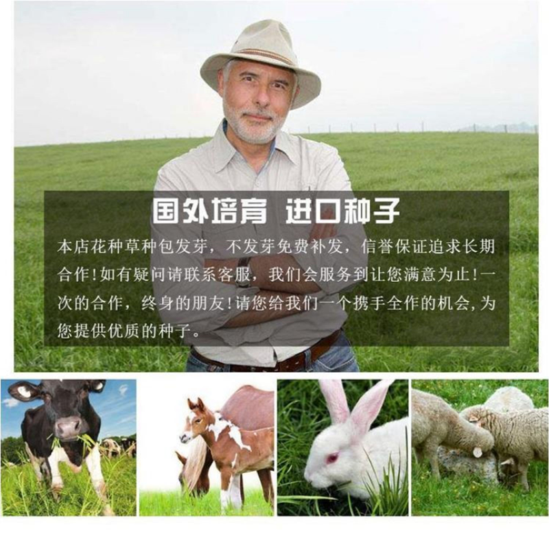 墨西哥玉米草种子阔叶四季高产养殖猪牛羊鸡鸭鹅兔鱼牧草种子