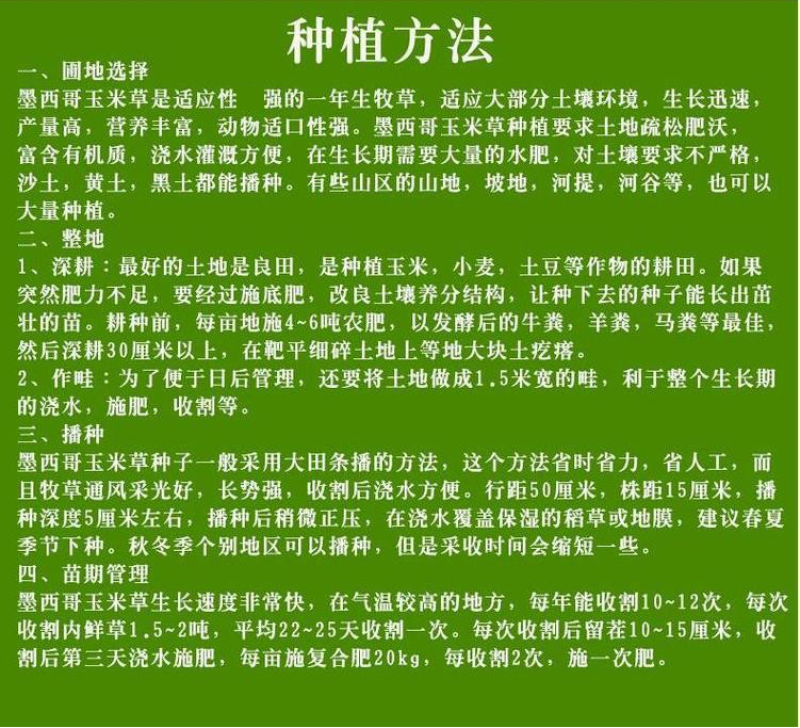 墨西哥玉米草种子阔叶四季高产养殖猪牛羊鸡鸭鹅兔鱼牧草种子