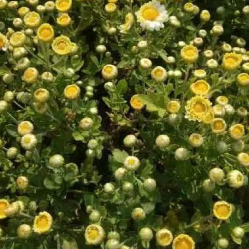 香菊