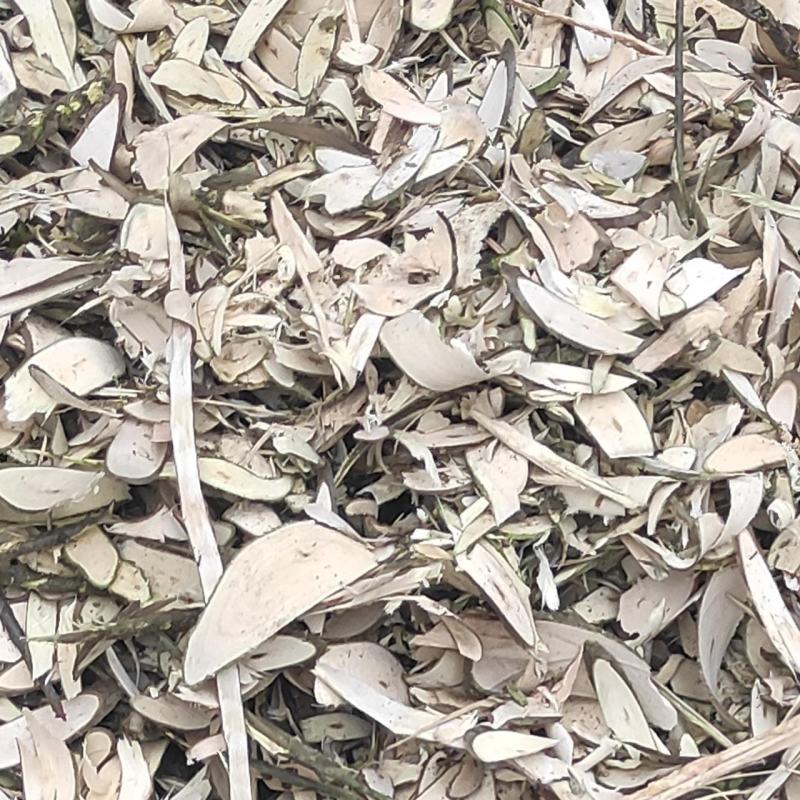 岗梅称星树土甘草天星木百解茶假甘草假青梅秤花柴七槽楼