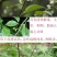 岗梅称星树土甘草天星木百解茶假甘草假青梅秤花柴七槽楼