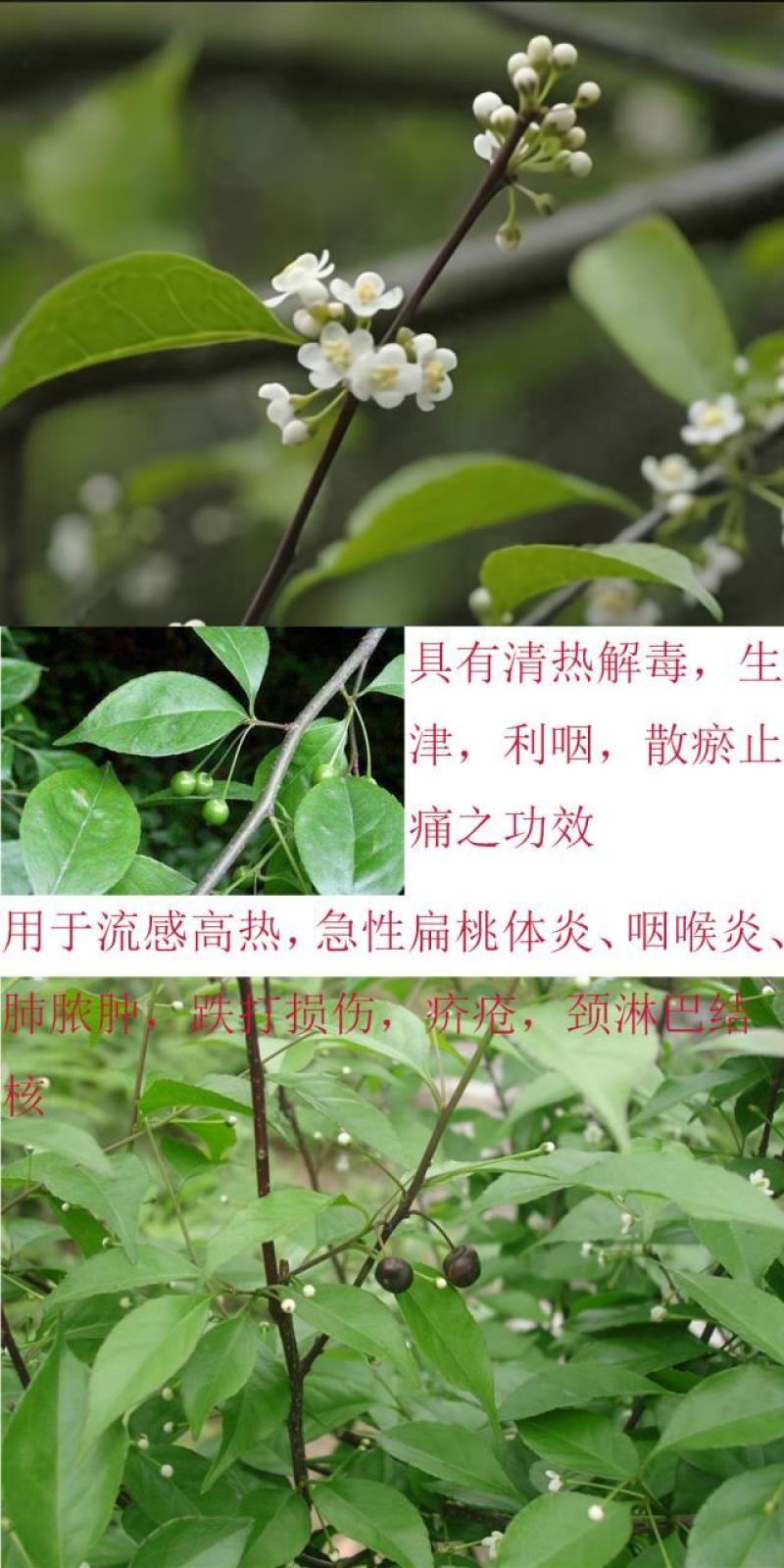 岗梅称星树土甘草天星木百解茶假甘草假青梅秤花柴七槽楼