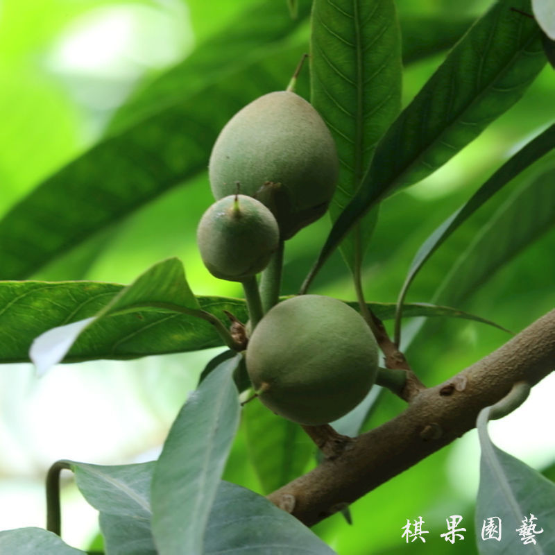 蛋黄果种子正品新种子高出芽率包技术送资料优质净种