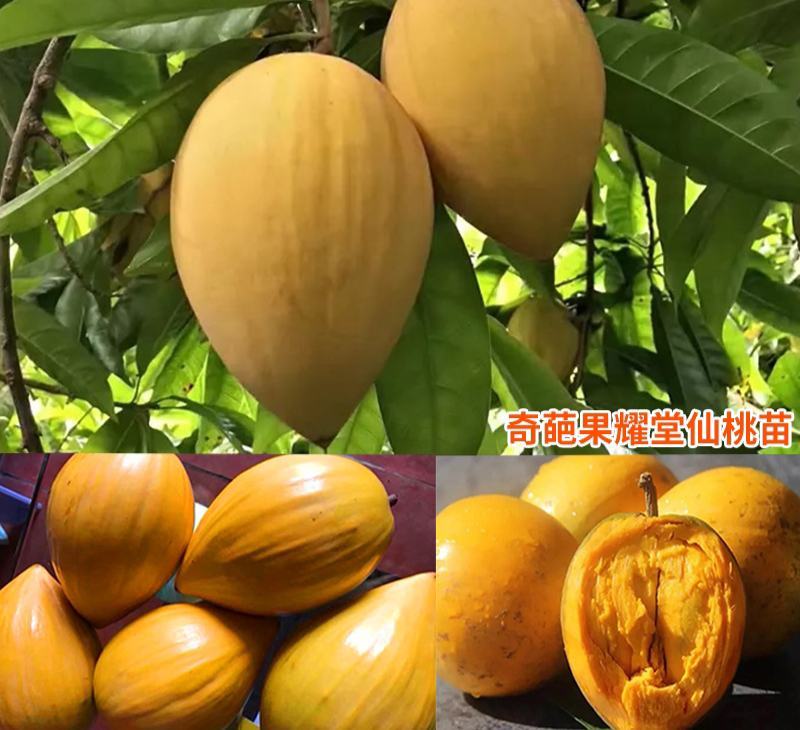 蛋黄果种子正品新种子高出芽率包技术送资料优质净种