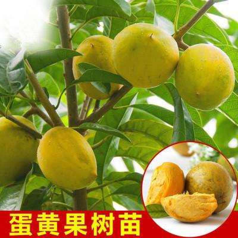 蛋黄果种子正品新种子高出芽率包技术送资料优质净种