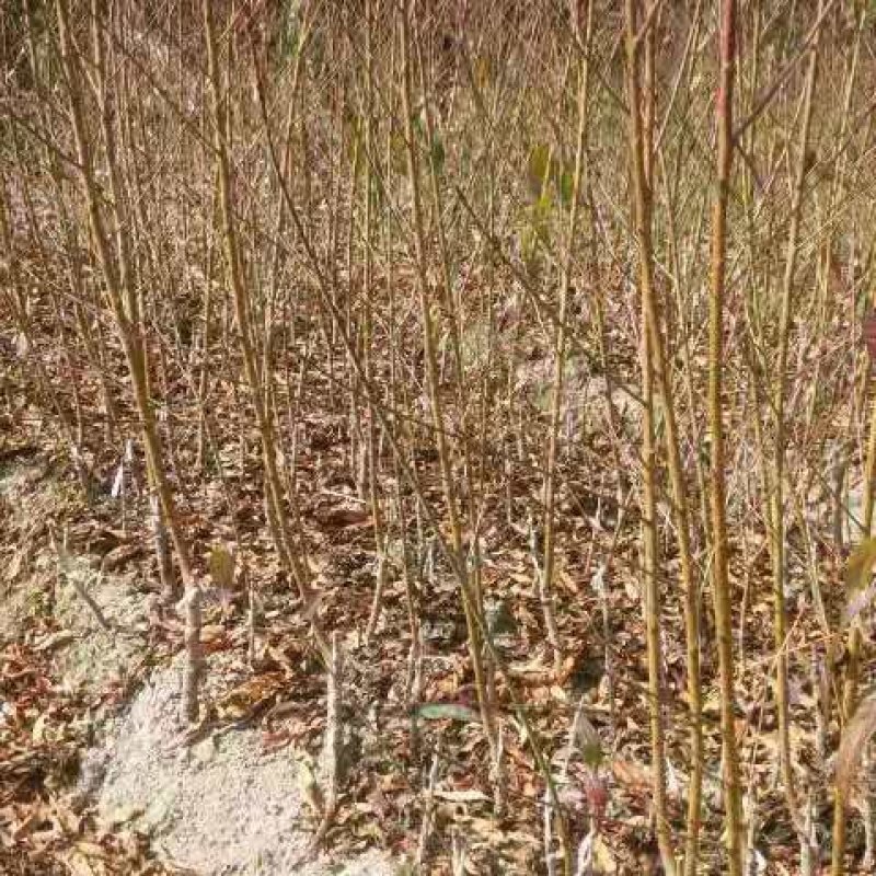 白花鹰嘴蜜桃苗，广东省连平县上坪镇发货，顺丰包邮