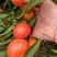 湖南东方红蜜桔，果园现摘现发品质保证，可实地考察看货！