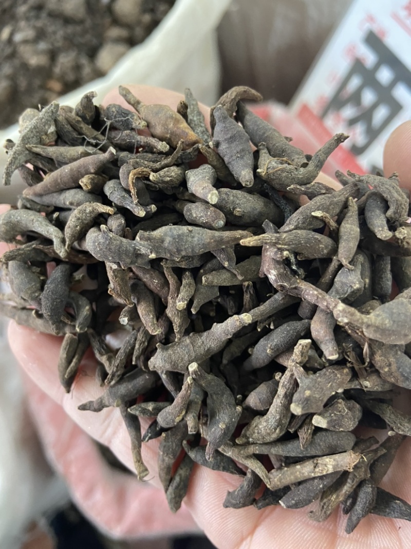 两头尖中药材两头尖红背银莲花红被银莲花正品