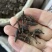 两头尖中药材两头尖红背银莲花红被银莲花正品