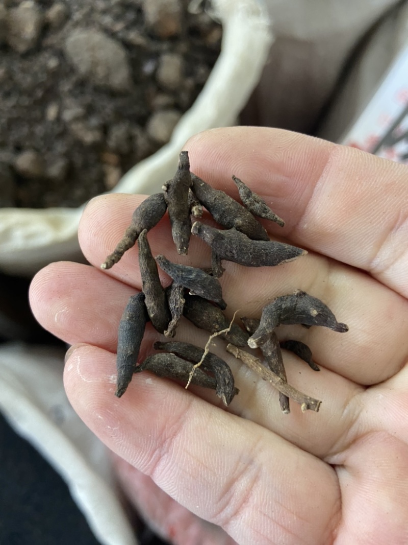 两头尖中药材两头尖红背银莲花红被银莲花正品
