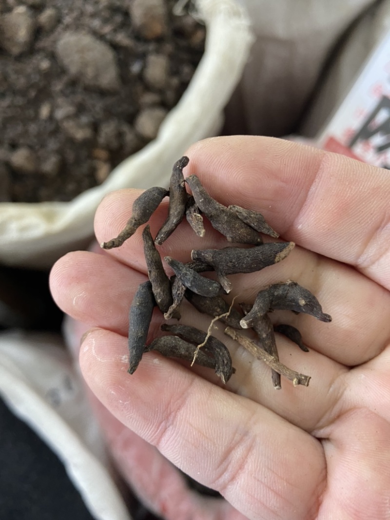 两头尖中药材两头尖红背银莲花红被银莲花正品