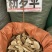 粉罗伞大罗伞中药材玉郎伞木肚端山大颜刀斧伤山大