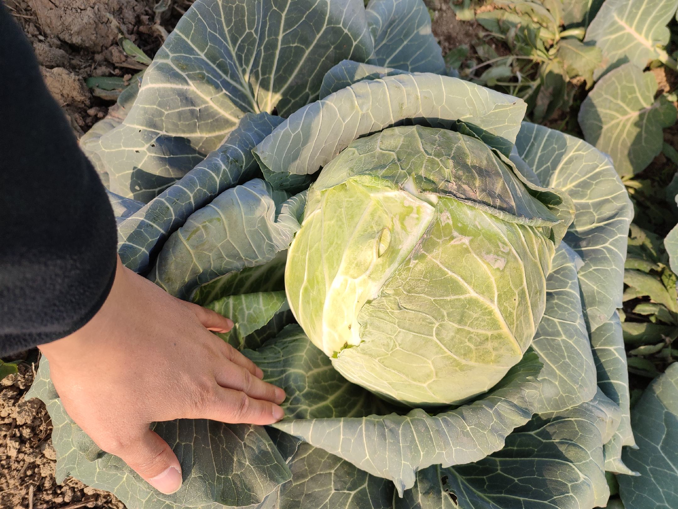 一位农夫正在田地中手工撒播菜苔子,旁边堆着装满种子的麻袋 菜苔子播种场景