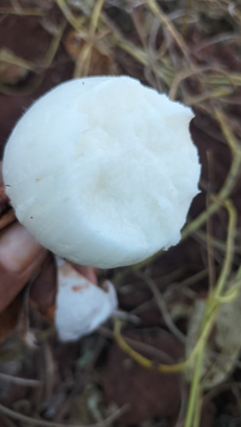凉山地瓜，优质产品，多汁化渣，味美清脆，产地直销