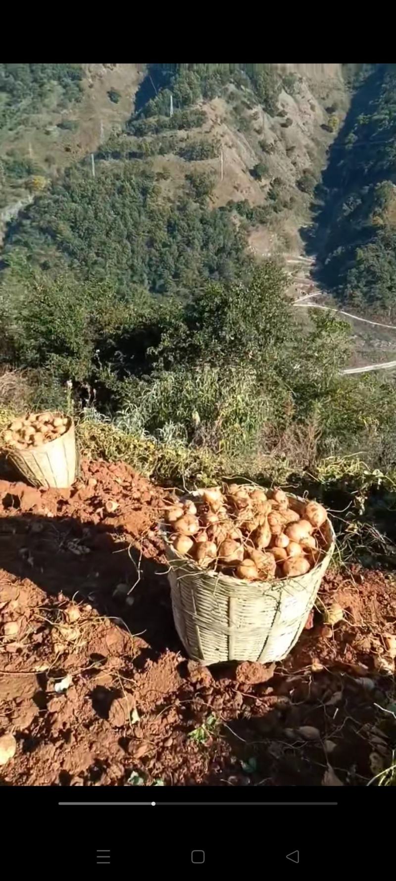 凉山地瓜，优质产品，多汁化渣，味美清脆，产地直销