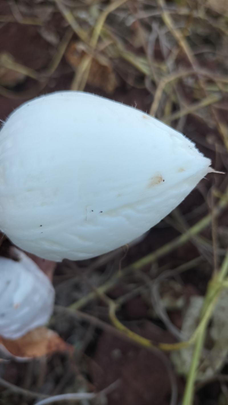 凉山地瓜，优质产品，多汁化渣，味美清脆，产地直销