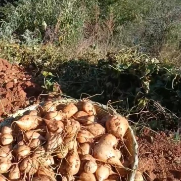 凉山地瓜，优质产品，多汁化渣，味美清脆，产地直销