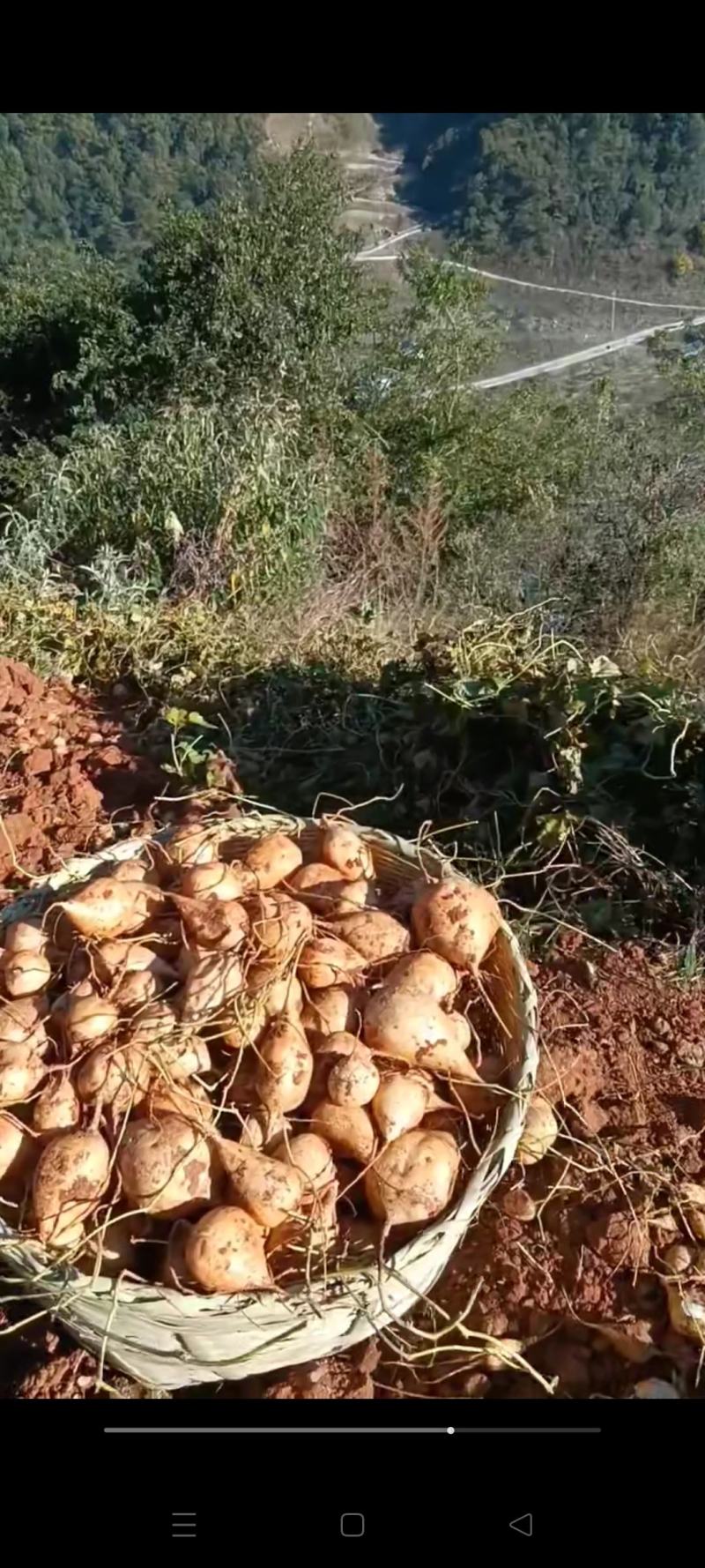 凉山地瓜，优质产品，多汁化渣，味美清脆，产地直销