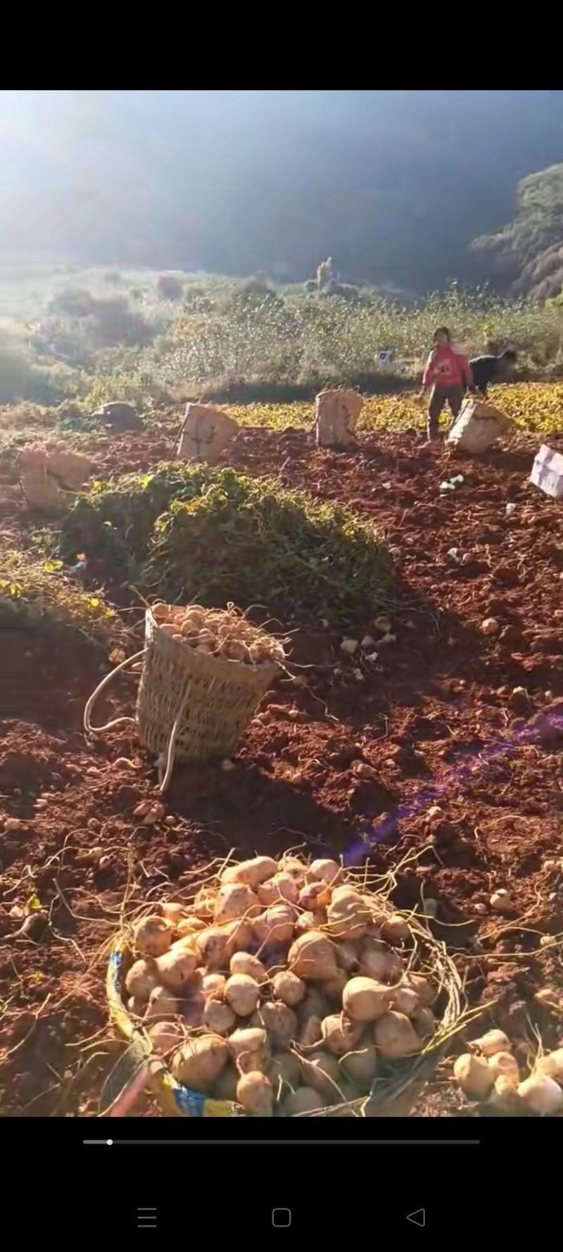 凉山地瓜，优质产品，多汁化渣，味美清脆，产地直销