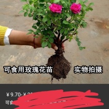 嫁接玫瑰花