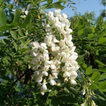 野生刺槐树种子钉槐刺儿槐食用槐花白洋槐花树多年生乔木蜜源