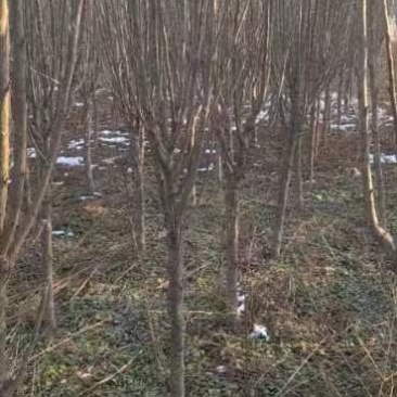 木槿，我苗圃有种植面‘600亩，品种多，价格低