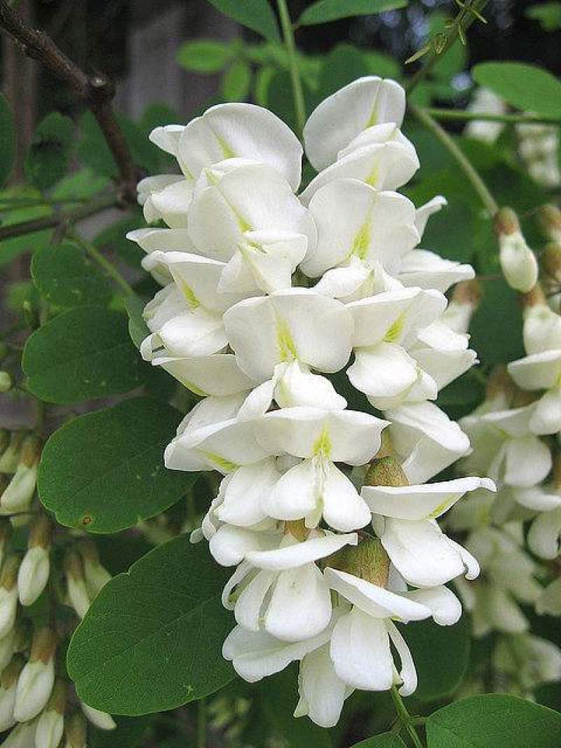 野生刺槐树种子钉槐刺儿槐食用槐花白洋槐花树多年生乔木蜜源