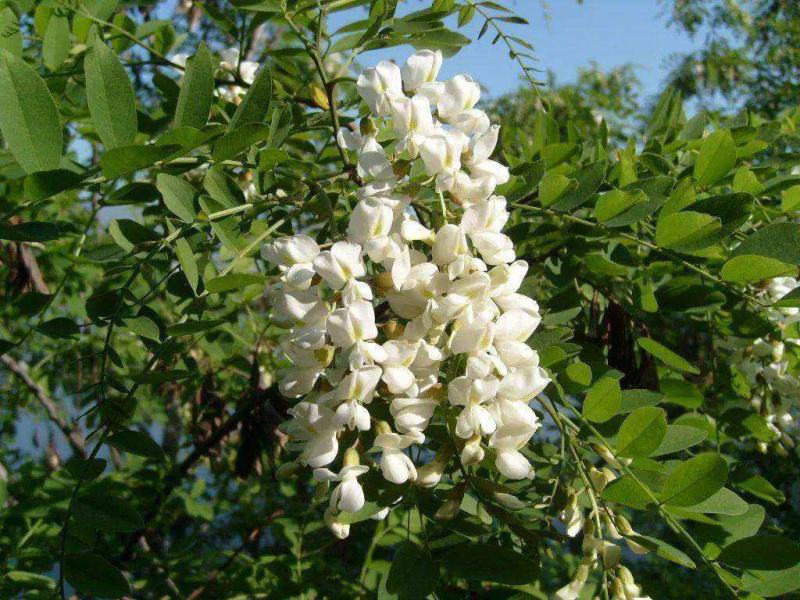 野生刺槐树种子钉槐刺儿槐食用槐花白洋槐花树多年生乔木蜜源